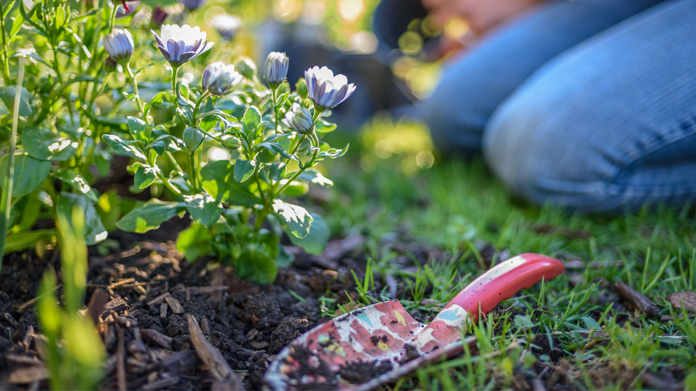 Goodbye Annuals, Hello Perennials!