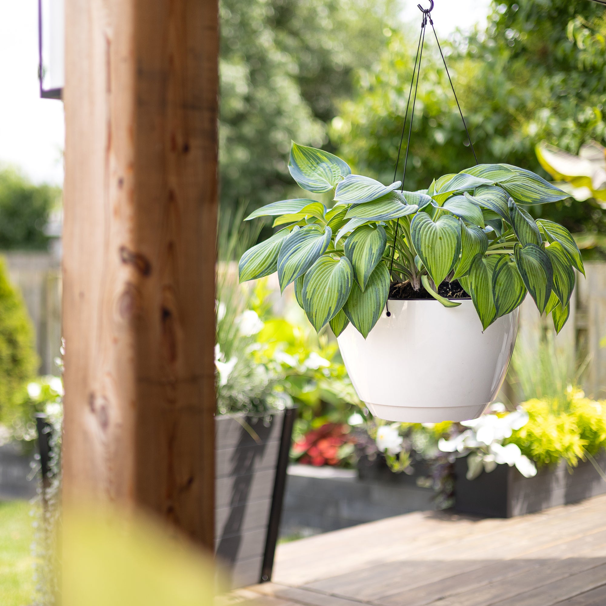 Mayne Caprio 14-Inch Self-Watering Hanging Planter with Water Level Indicator