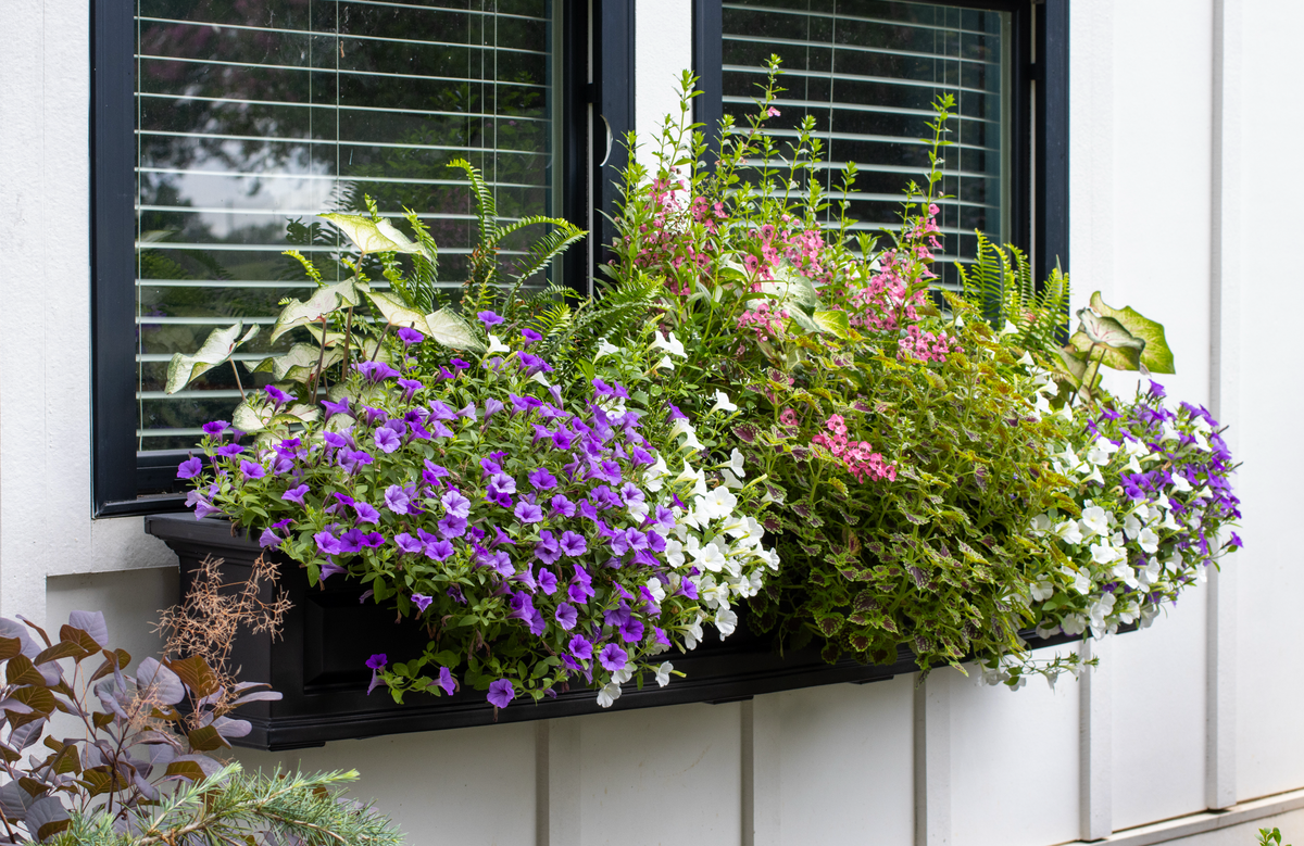 Window Boxes