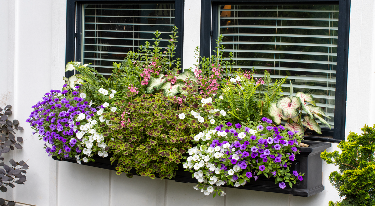 Window Nantucket Collection