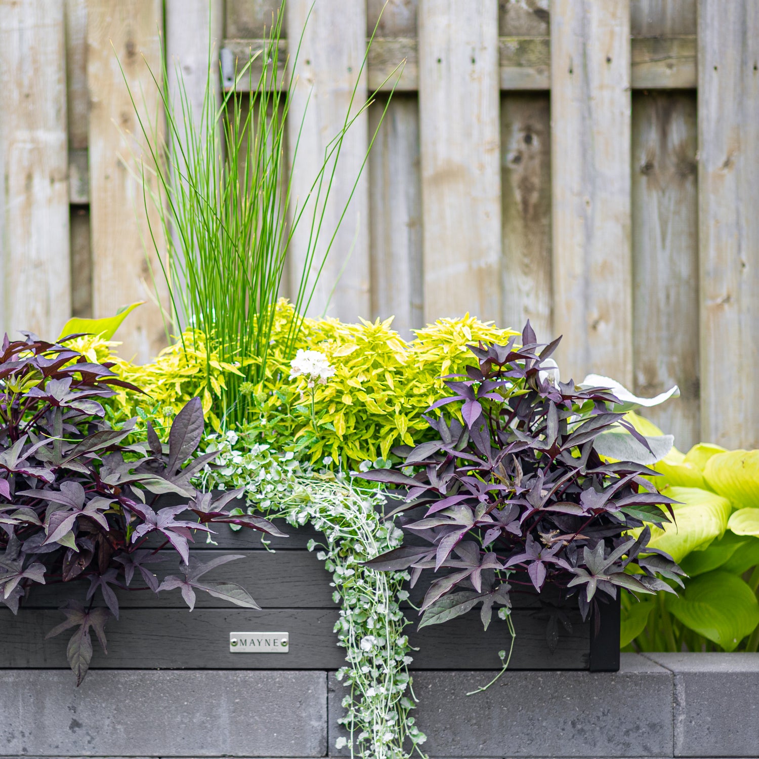 Mayne Horizon 2ft Window Box with Steel Wall Mount Brackets