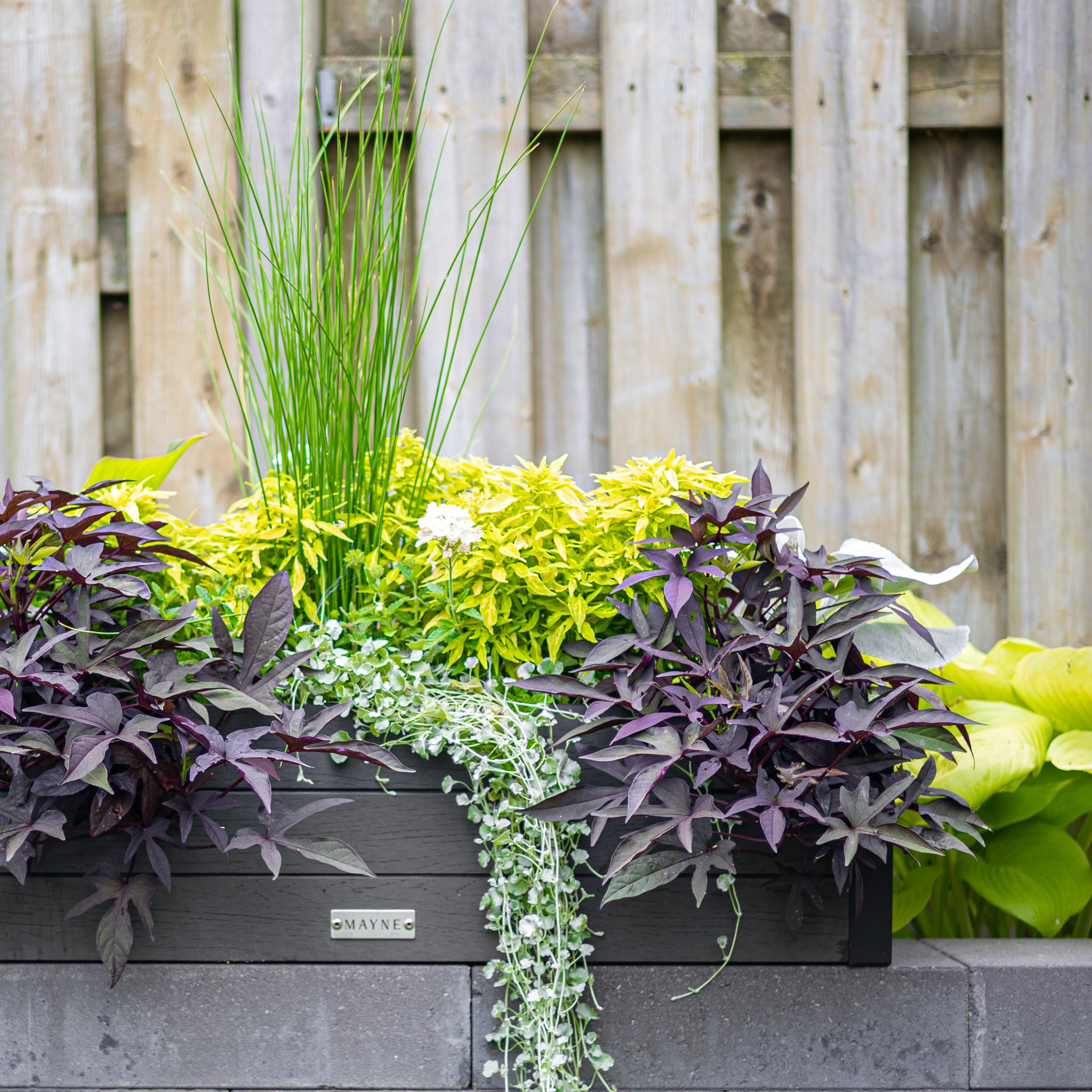 Mayne Horizon 2ft Window Box with Steel Wall Mount Brackets