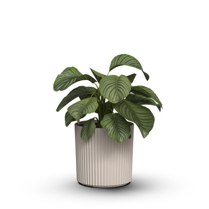 Mayne Serene Round Ribbed Planter with Drainage Hole