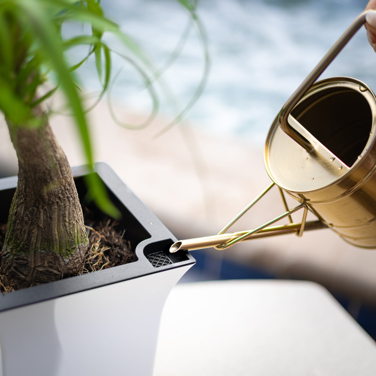 Mayne Valencia 8-Inch Self-Watering Wall Mount Planter (3-Pack)